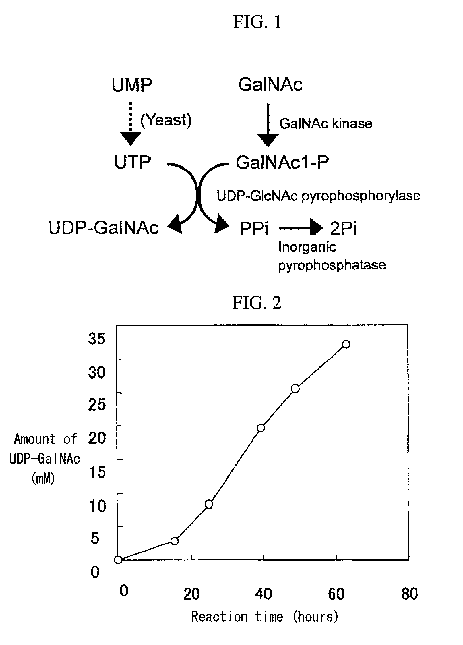 Method of producing uridine 5′-diphospho-N-acetylgalactosamine