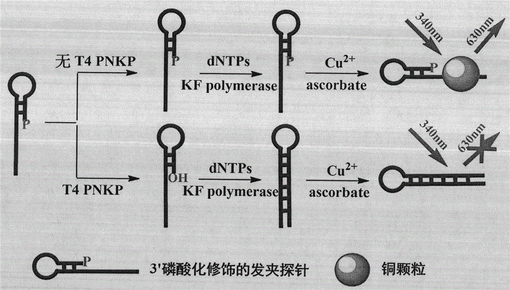 Novel method for beacon-free detection of T4 PNKP (T4 polynucleotide kinase)/phosphatase and inhibitor of T4 PNKP/phosphatase on basis of fluorescent copper nanoparticles