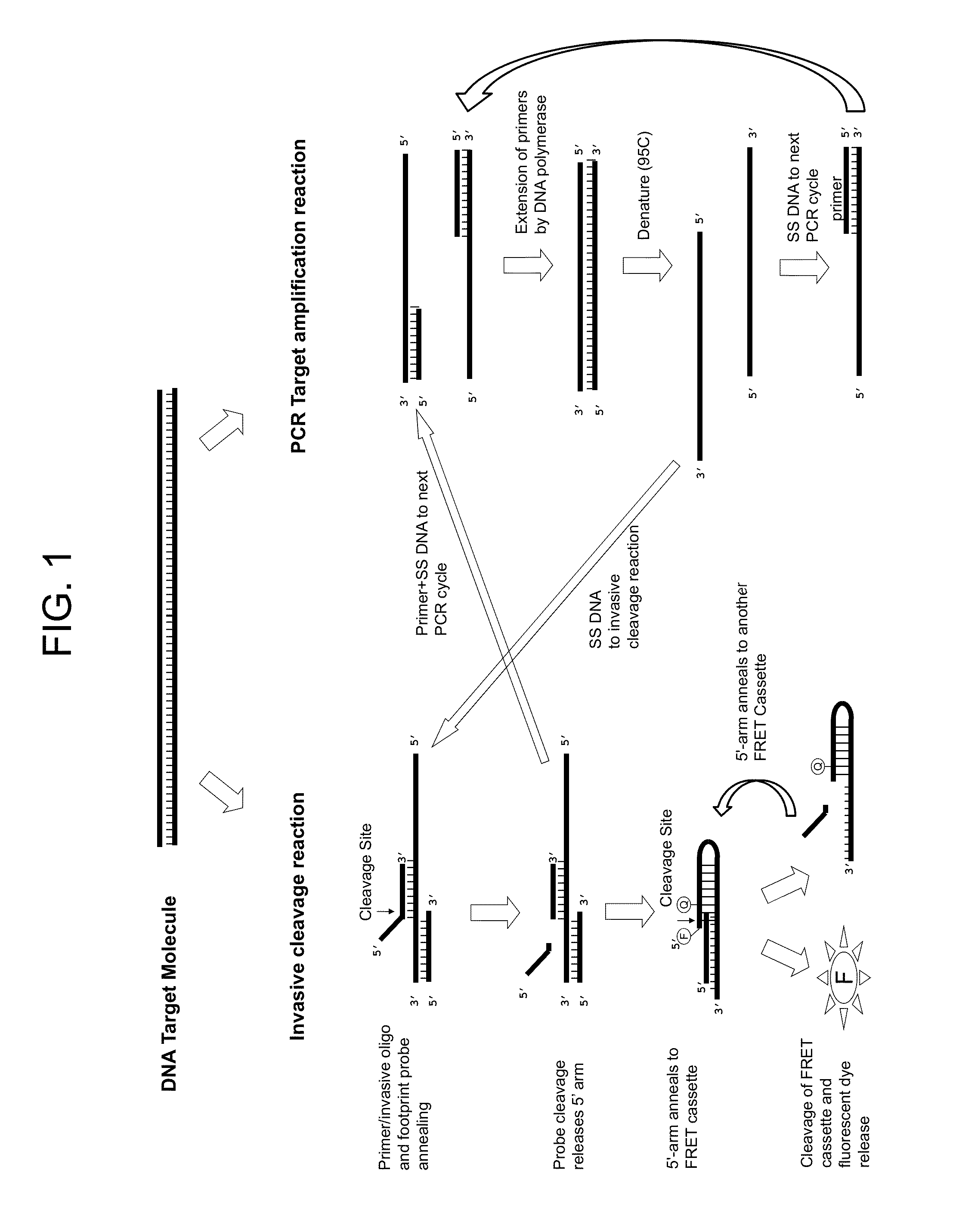 Normalization of polymerase activity