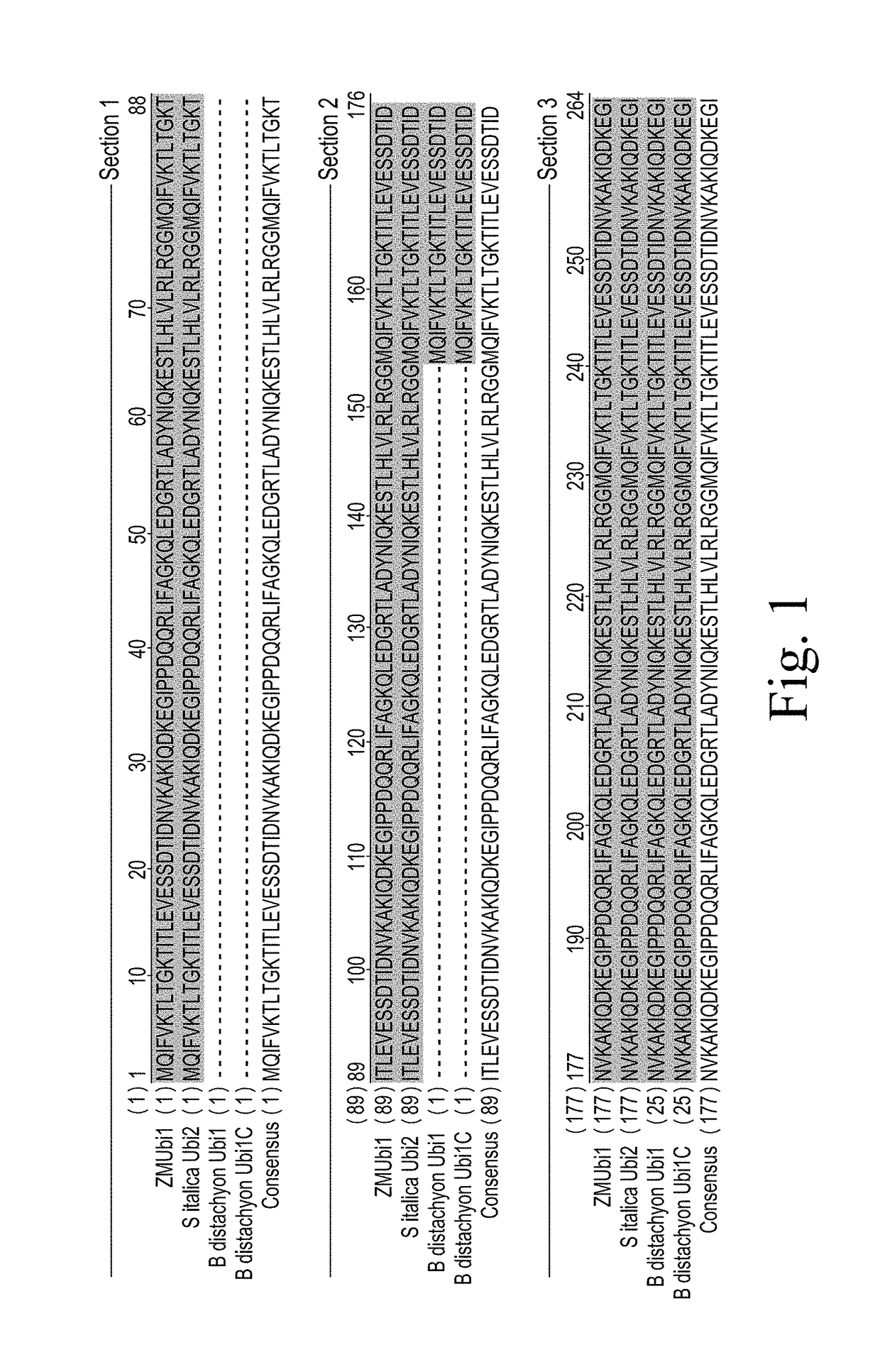 Constructs for expressing transgenes using regulatory elements from brachypodium ubiquitin genes