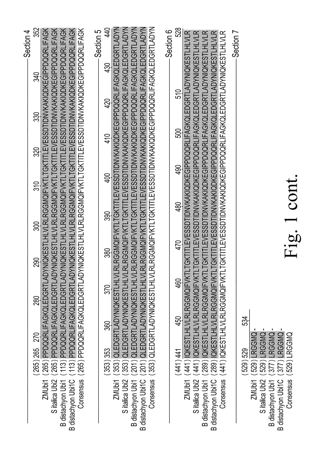 Constructs for expressing transgenes using regulatory elements from brachypodium ubiquitin genes