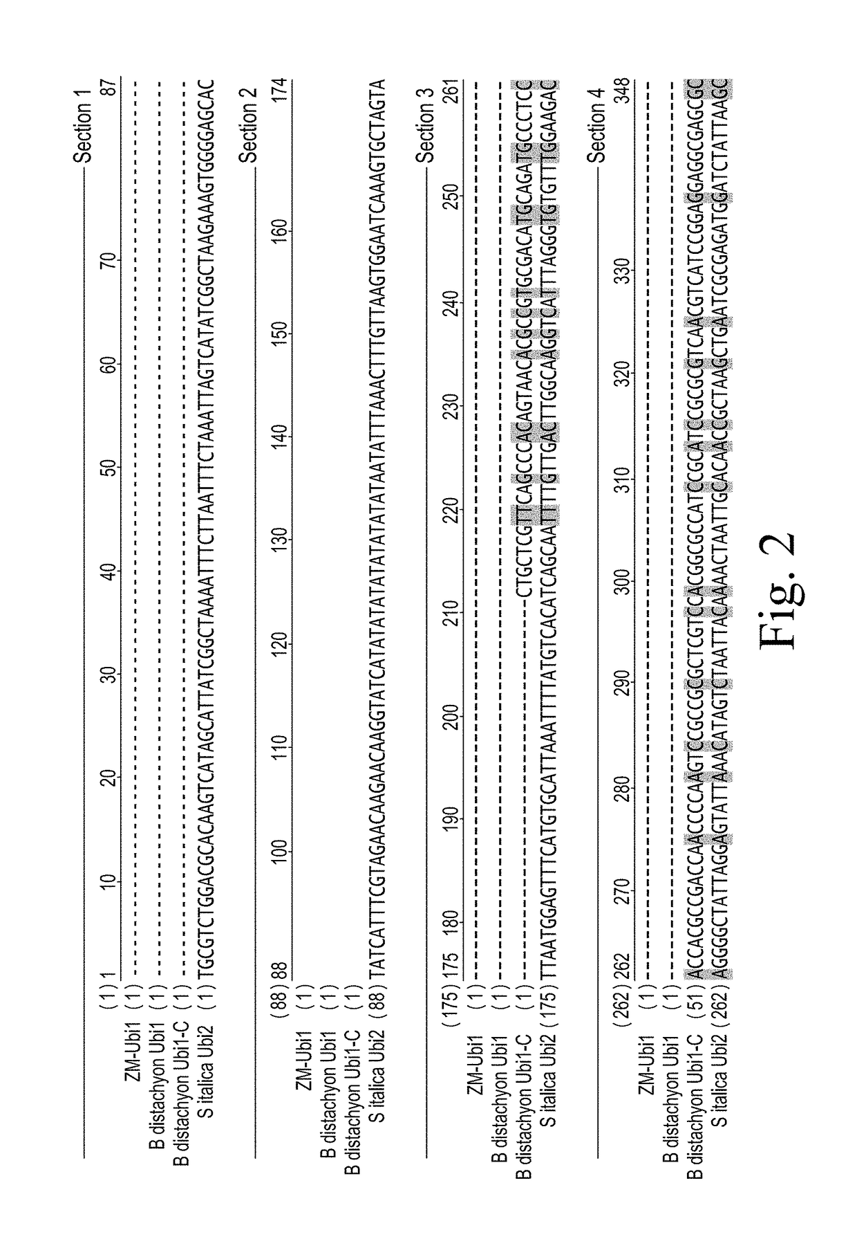 Constructs for expressing transgenes using regulatory elements from brachypodium ubiquitin genes