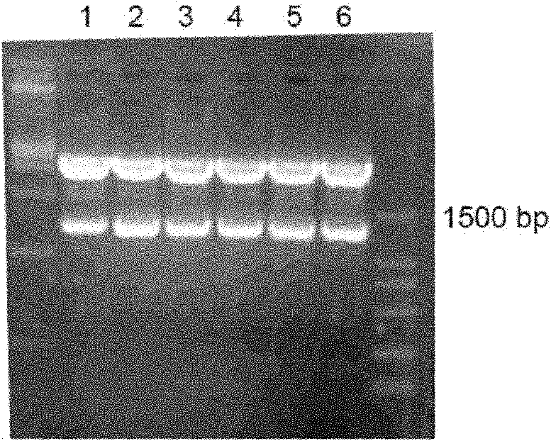 Interferon fusion protein, preparation thereof and application thereof