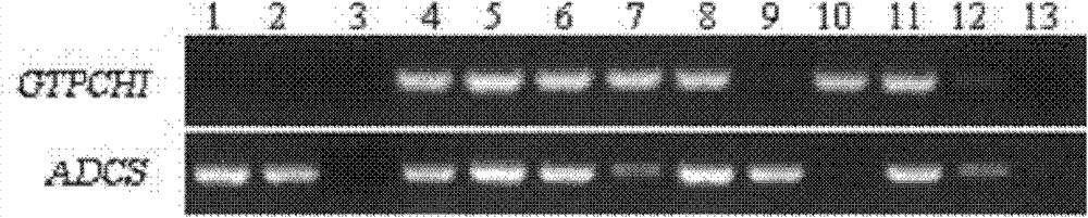 Method for increasing plant folate content by using synergistic effect of transferred soybean genes of GTPCHI and ADCS