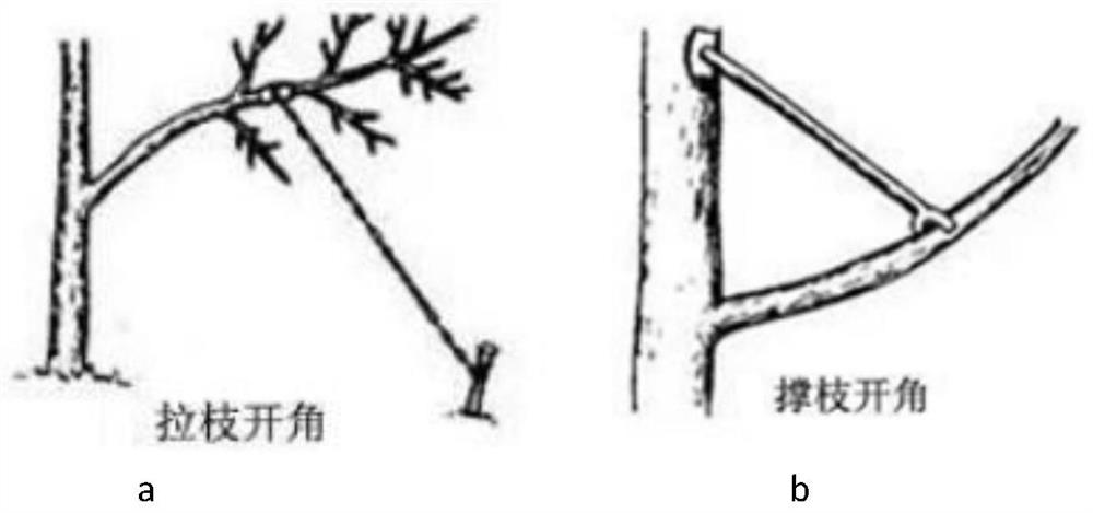 High-yield labor-saving branch pulling method for fruit trees