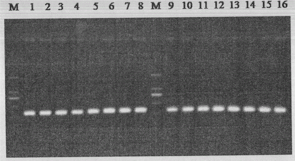 Molecular identification primers and application methods of four fruit borer moths