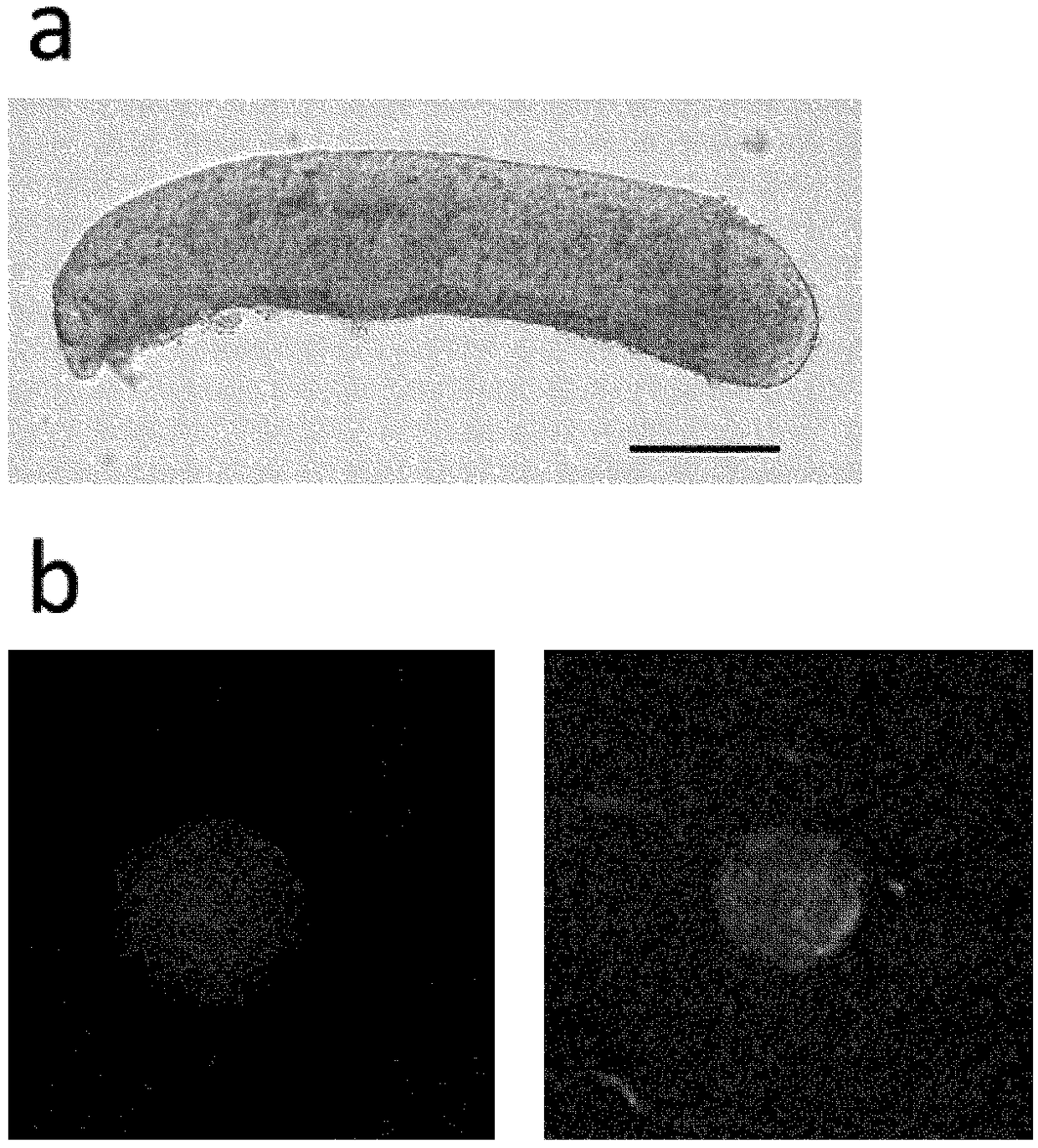 Culture method for differentiating primordial germ cells into functionally mature oocytes