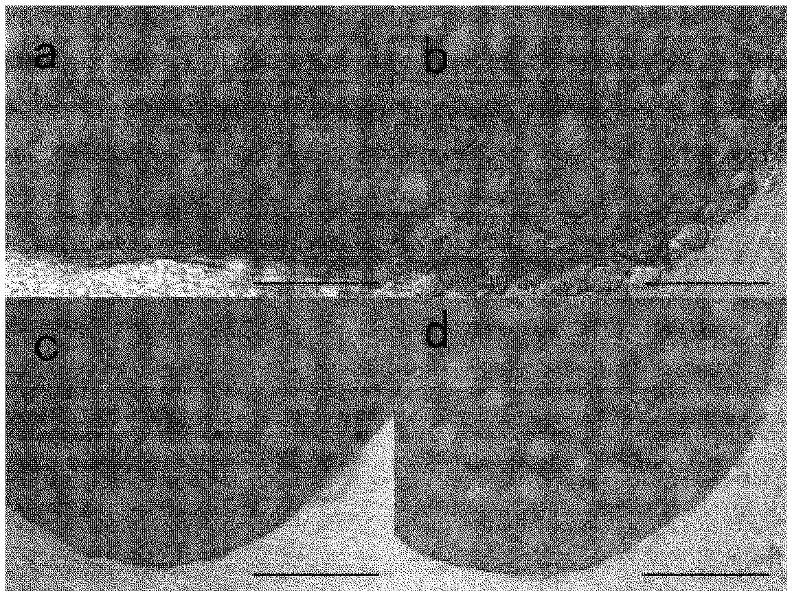 Culture method for differentiating primordial germ cells into functionally mature oocytes