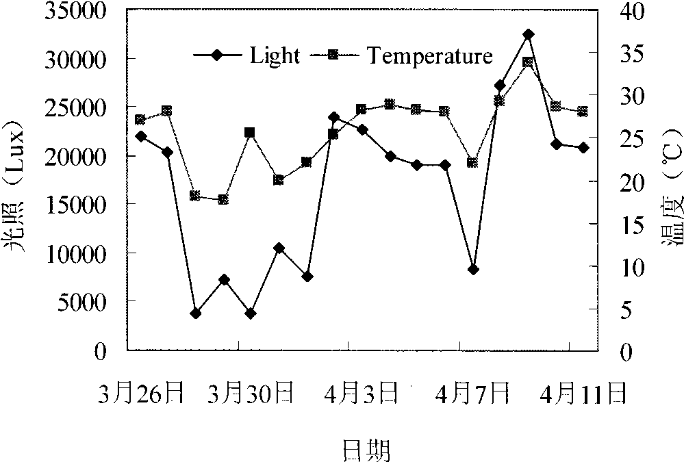 Method for cultivating unicellular algae by inflation