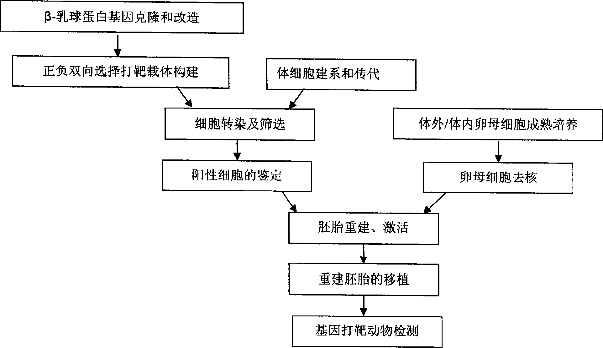 Transgenic cow obtaining method