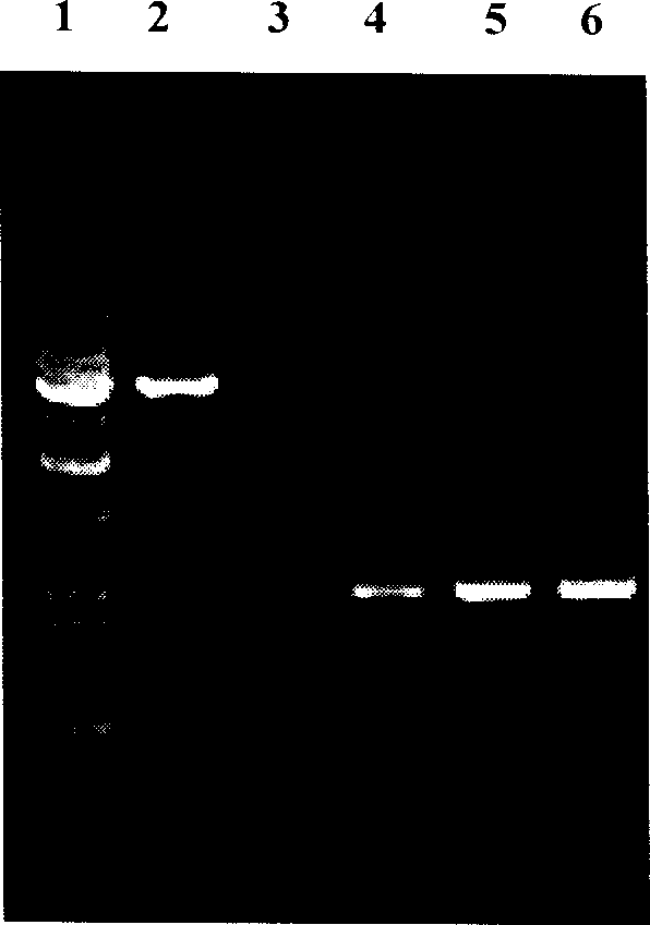 Transgenic cow obtaining method