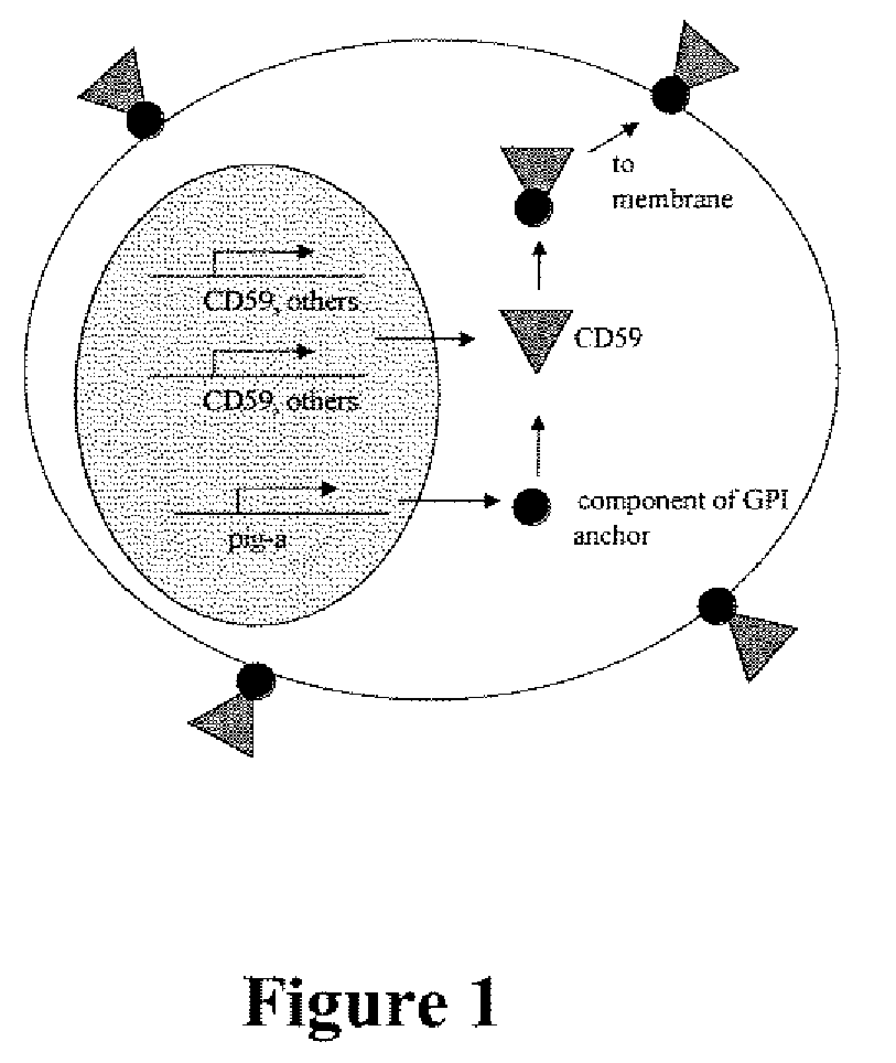 Method for measuring in vivo mutation frequency at an endogenous gene locus