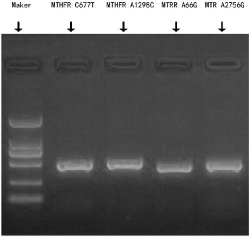 Amplification primer, kit and detection method for evaluating folic acid metabolism ability