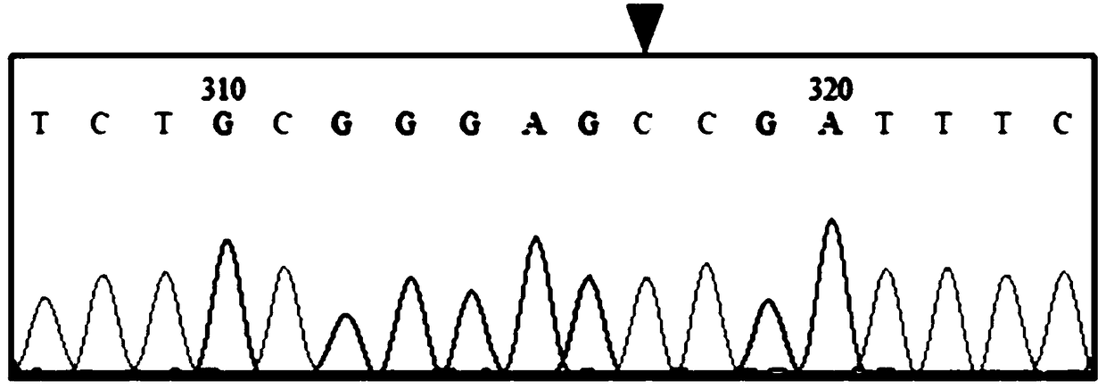 Amplification primer, kit and detection method for evaluating folic acid metabolism ability