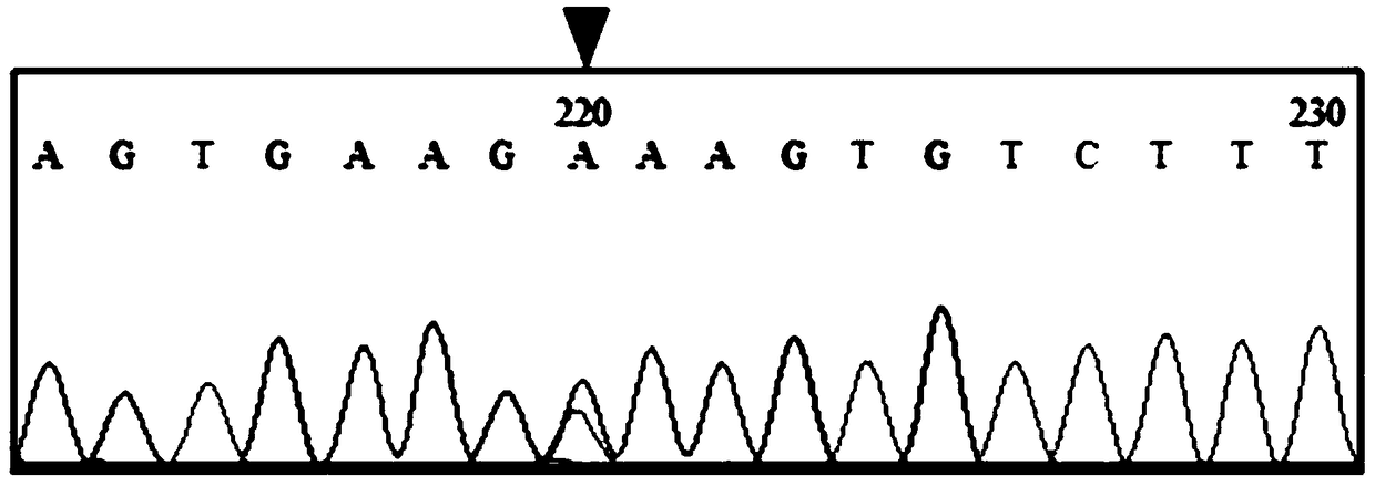 Amplification primer, kit and detection method for evaluating folic acid metabolism ability