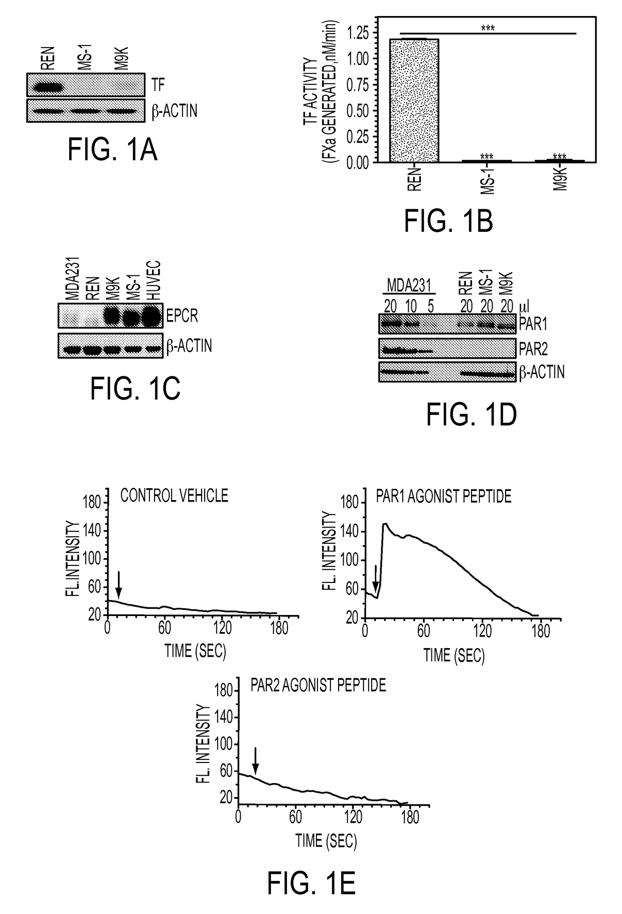 Suppression of malignant mesothelioma by overexpression or stimulation of endothelial protein C receptors (EPCR)