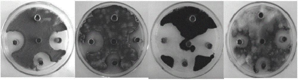 Preparation method of slow-release type multifunctional adhesive