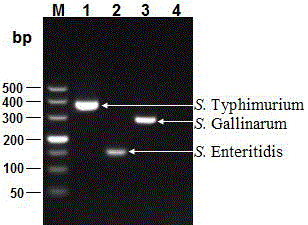 Multi-PCR detection kit for poultry salmonella and non-diagnostic detection method of poultry salmonella