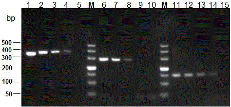 Multi-PCR detection kit for poultry salmonella and non-diagnostic detection method of poultry salmonella