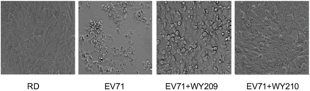 Application of two nitrogen-containing heterocyclic ester compounds to preparation of drugs with resistance to enterovirus 71