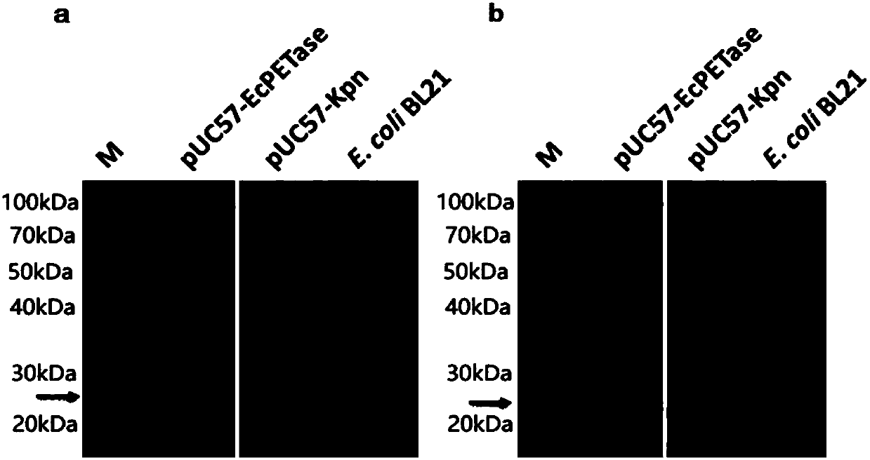 Genetic engineering strain for degrading PET (polyethylene terephthalate) plastics