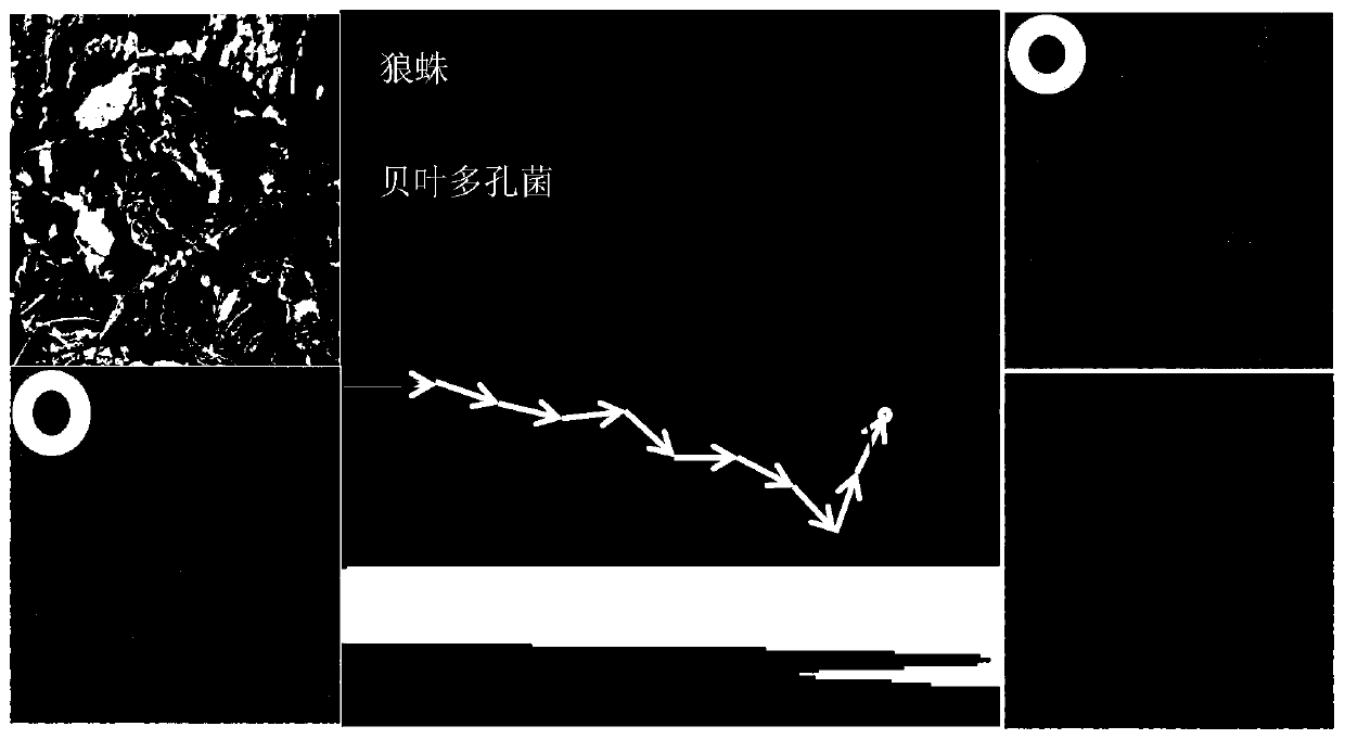 A step size self-adaptive attack resisting method based on model extraction