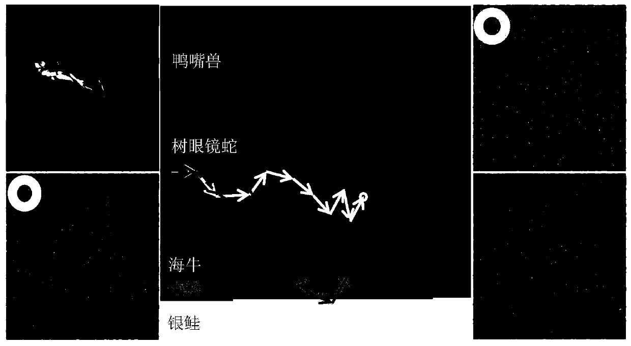 A step size self-adaptive attack resisting method based on model extraction