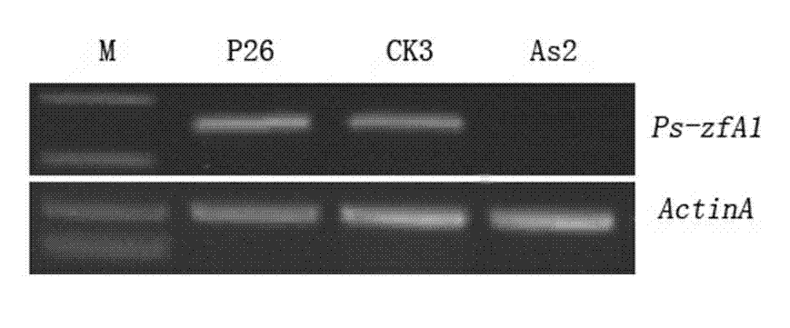 Usage of phytophthora sojae oospore development associated transcription factor zinc finger protein gene