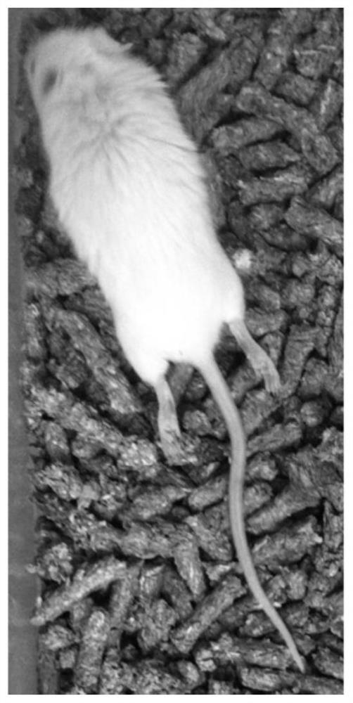 Humanized glioma pdx mouse model and its preparation method and application