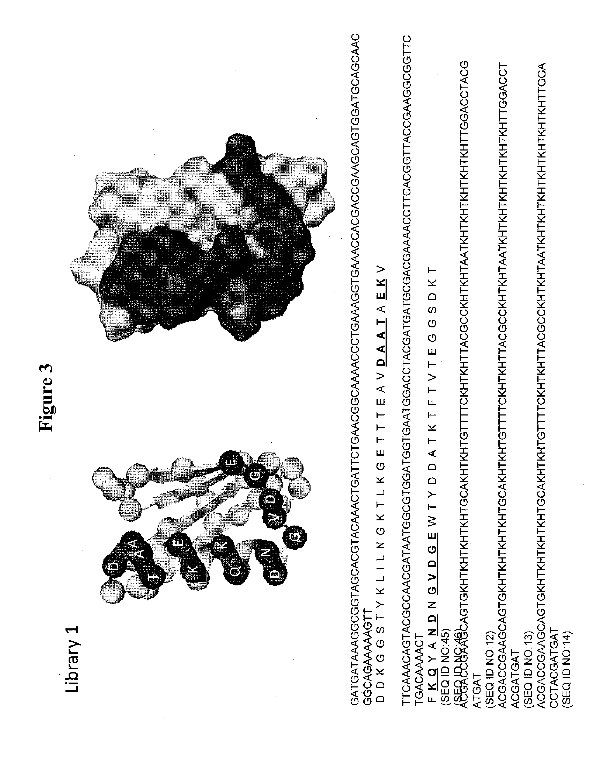 Methods and compositions for identifying d-peptidic compounds that specifically bind target proteins