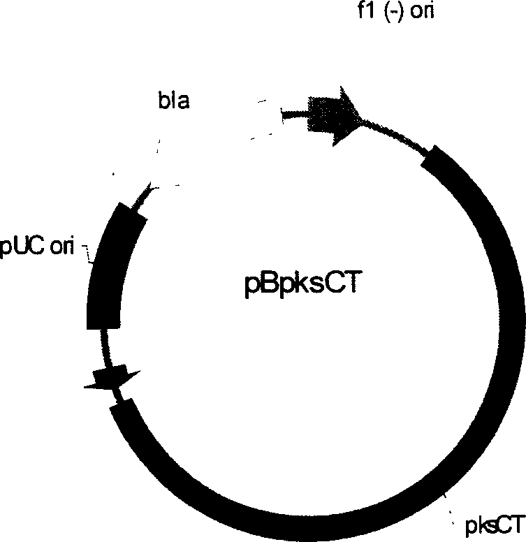 Method for constructing genetic engineering fungus of monascus with no citrinin