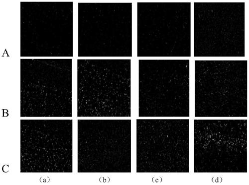 Drug for treating cerebral apoplexy and construction method of endogenous stem cell expression animal model