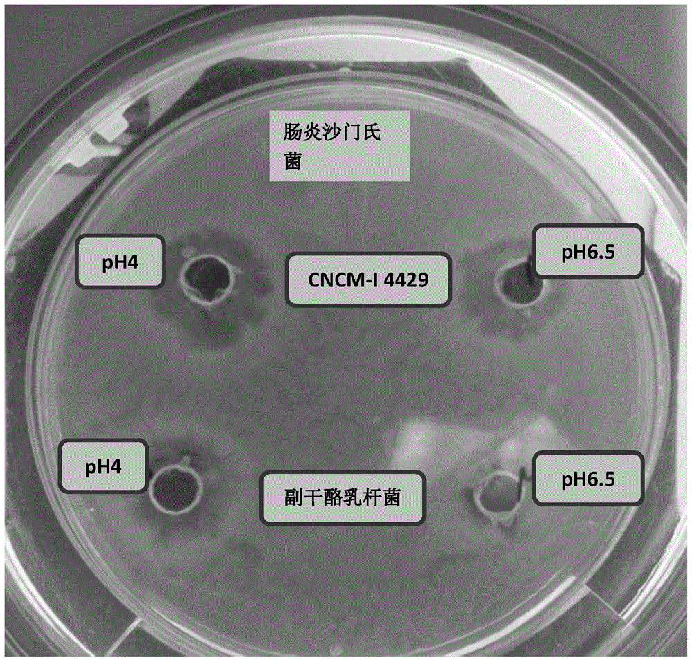 New strain of Lactobacillus mucosa