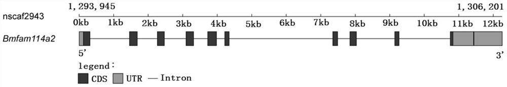 Application of cell cycle regulatory gene fam114a2