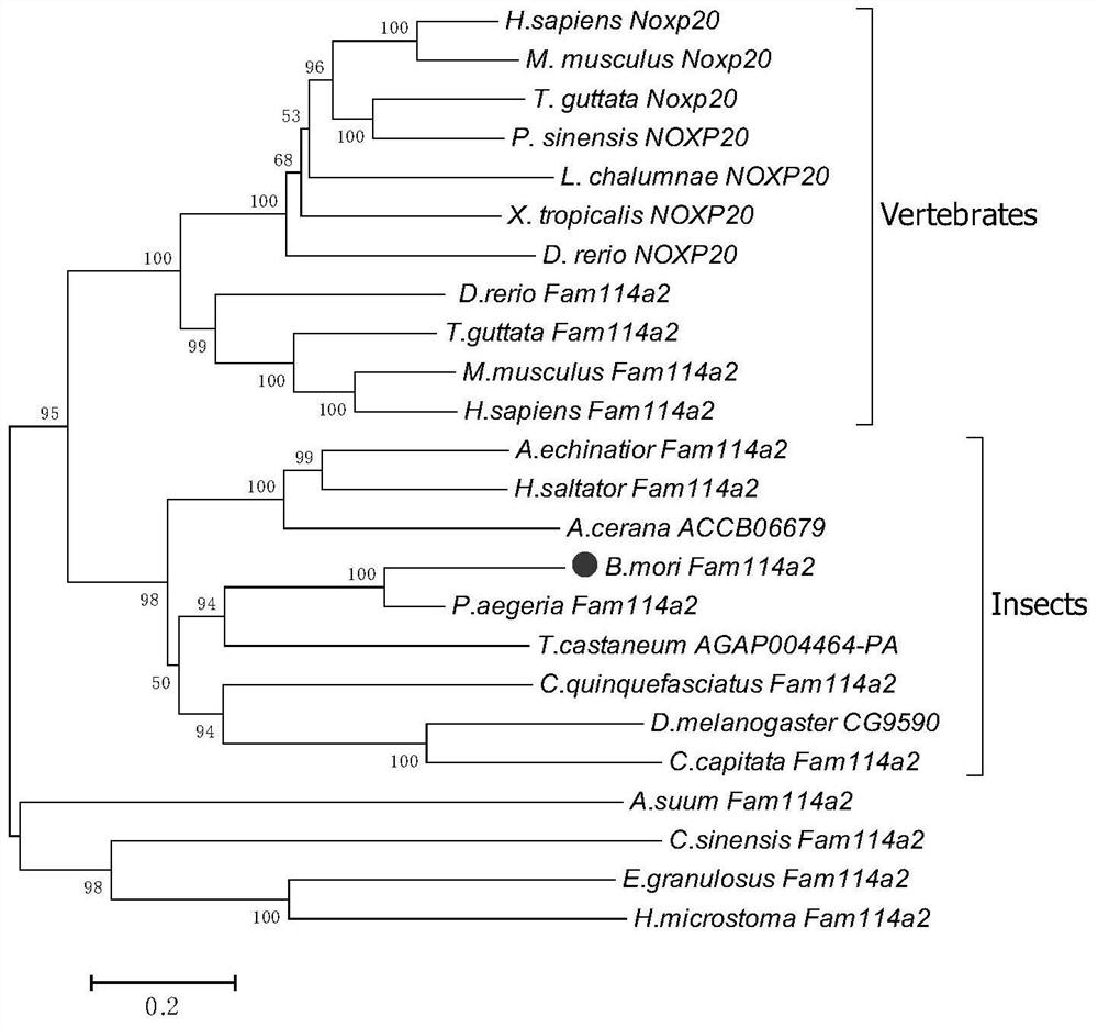 Application of cell cycle regulatory gene fam114a2