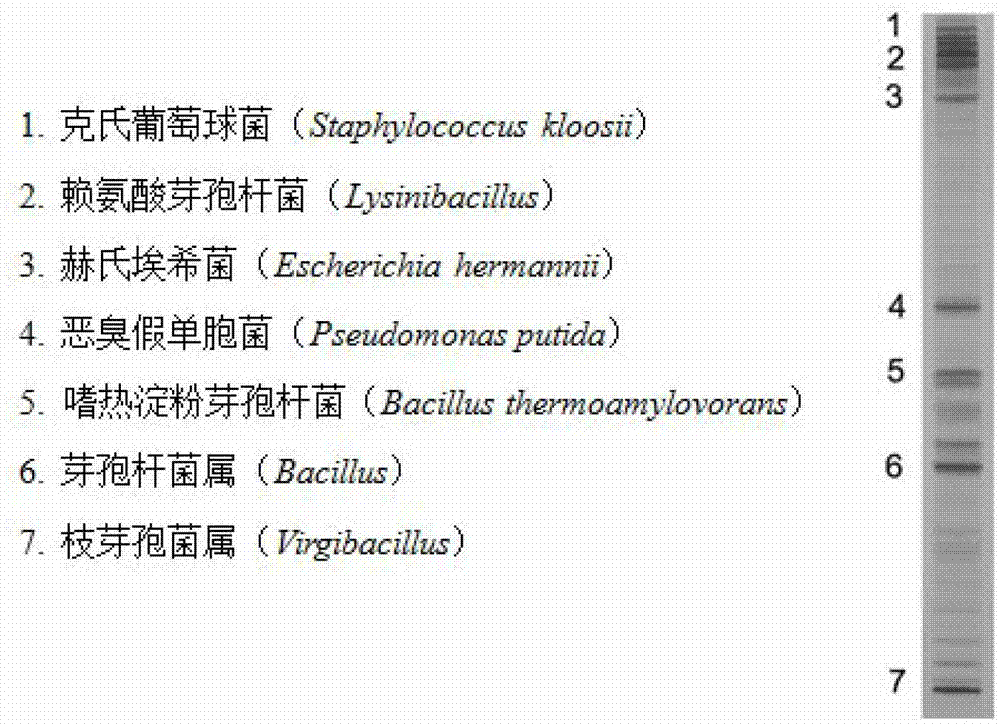 Method for detecting microbial community structure of pu'er tea