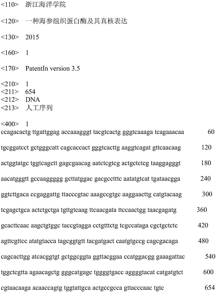 Eukaryotic expression method of sea cucumber cathepsin