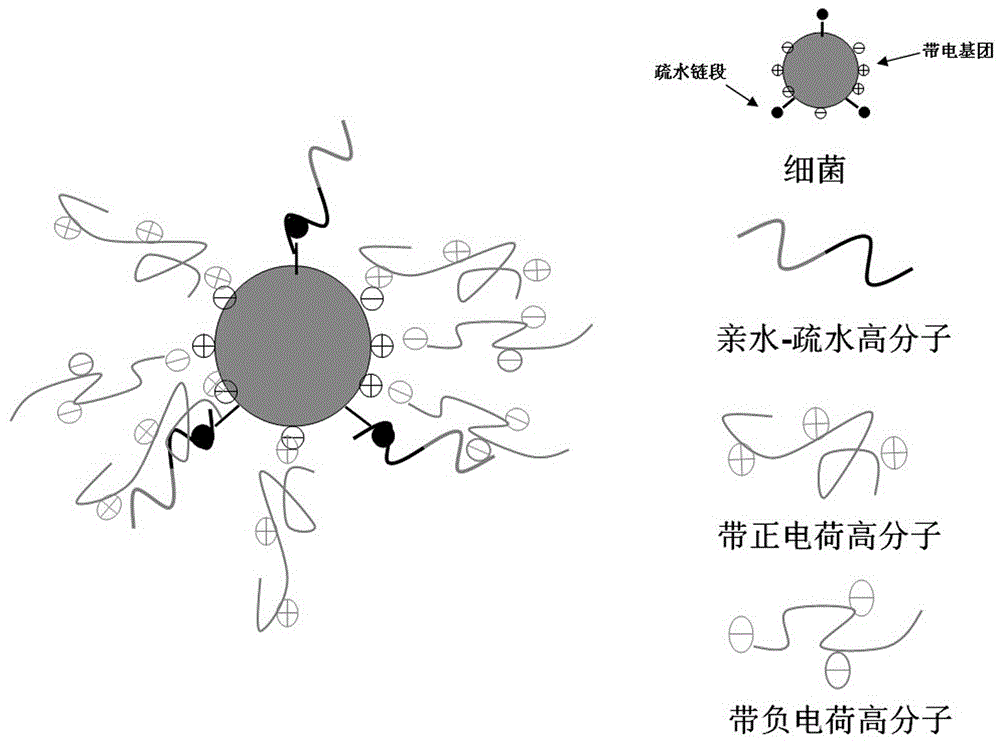 Novel molecular imprinting method for preparing simulation antibody and application of novel molecular imprinting method on bacterial detection