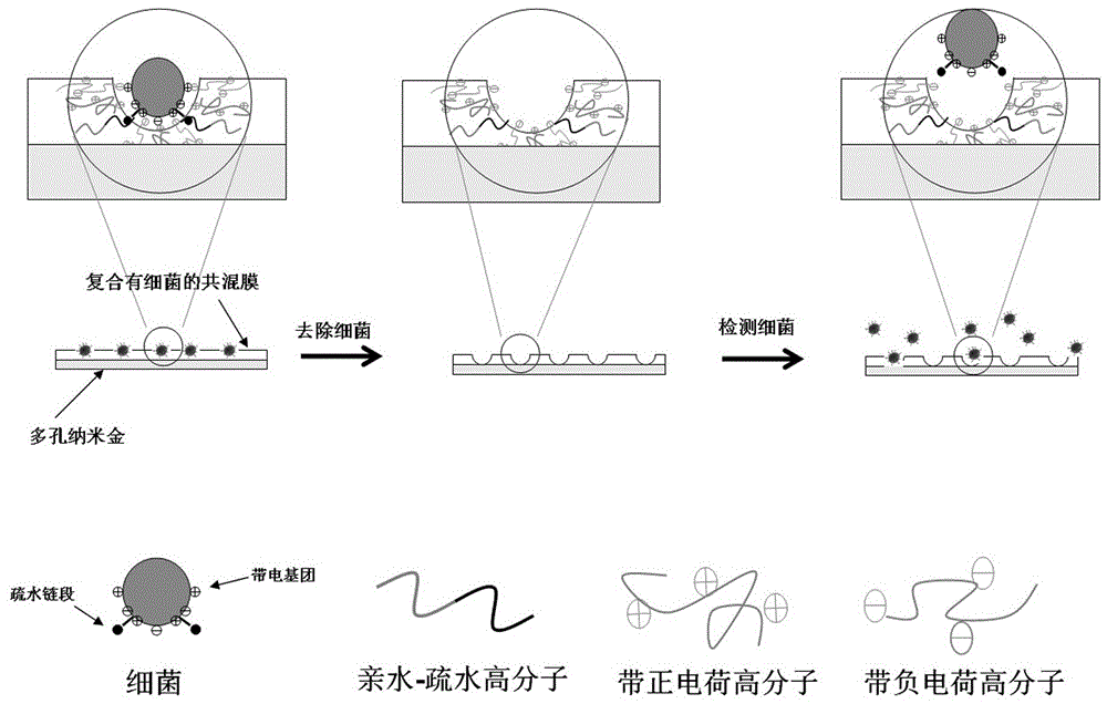 Novel molecular imprinting method for preparing simulation antibody and application of novel molecular imprinting method on bacterial detection