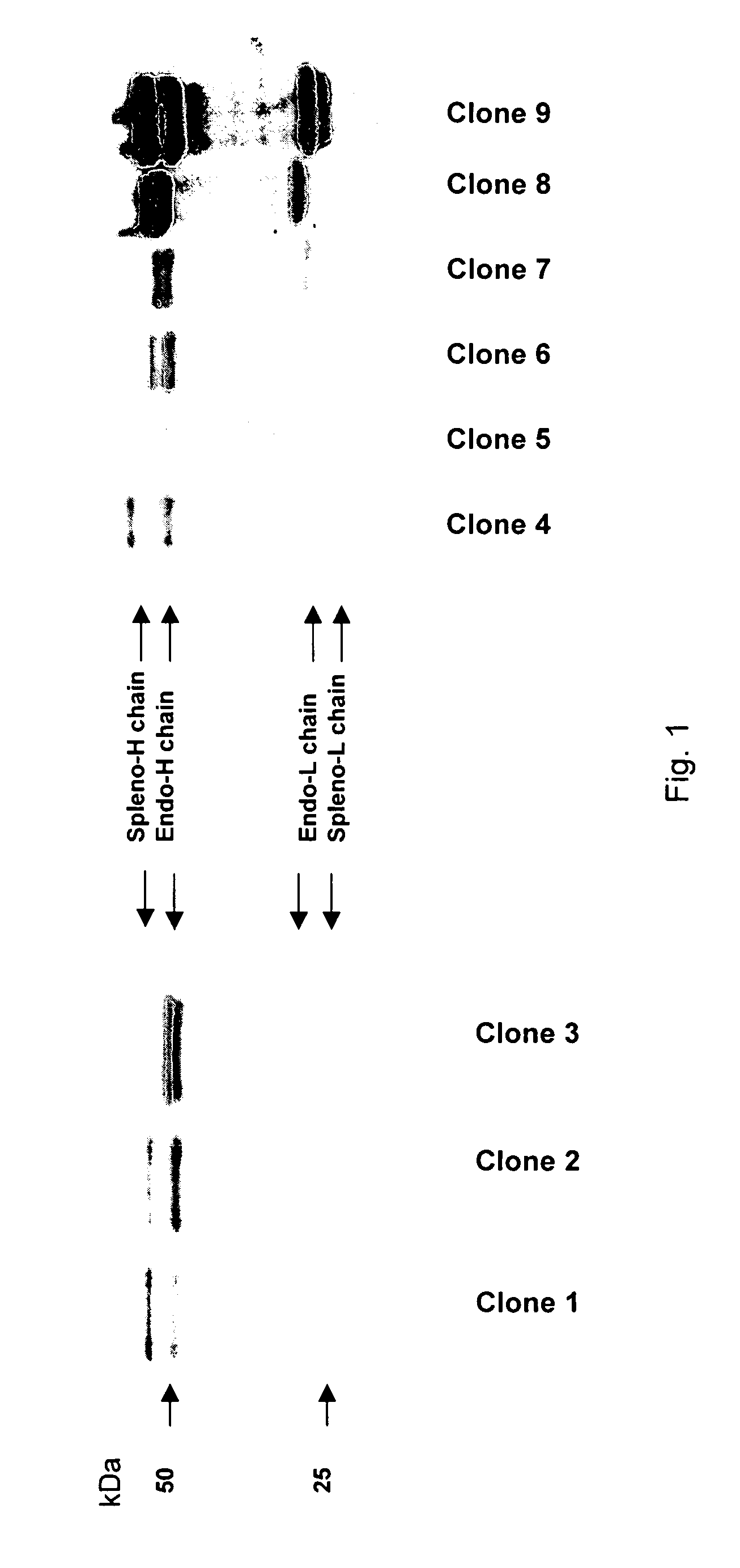 Fusion partner for production of monoclonal rabbit antibodies