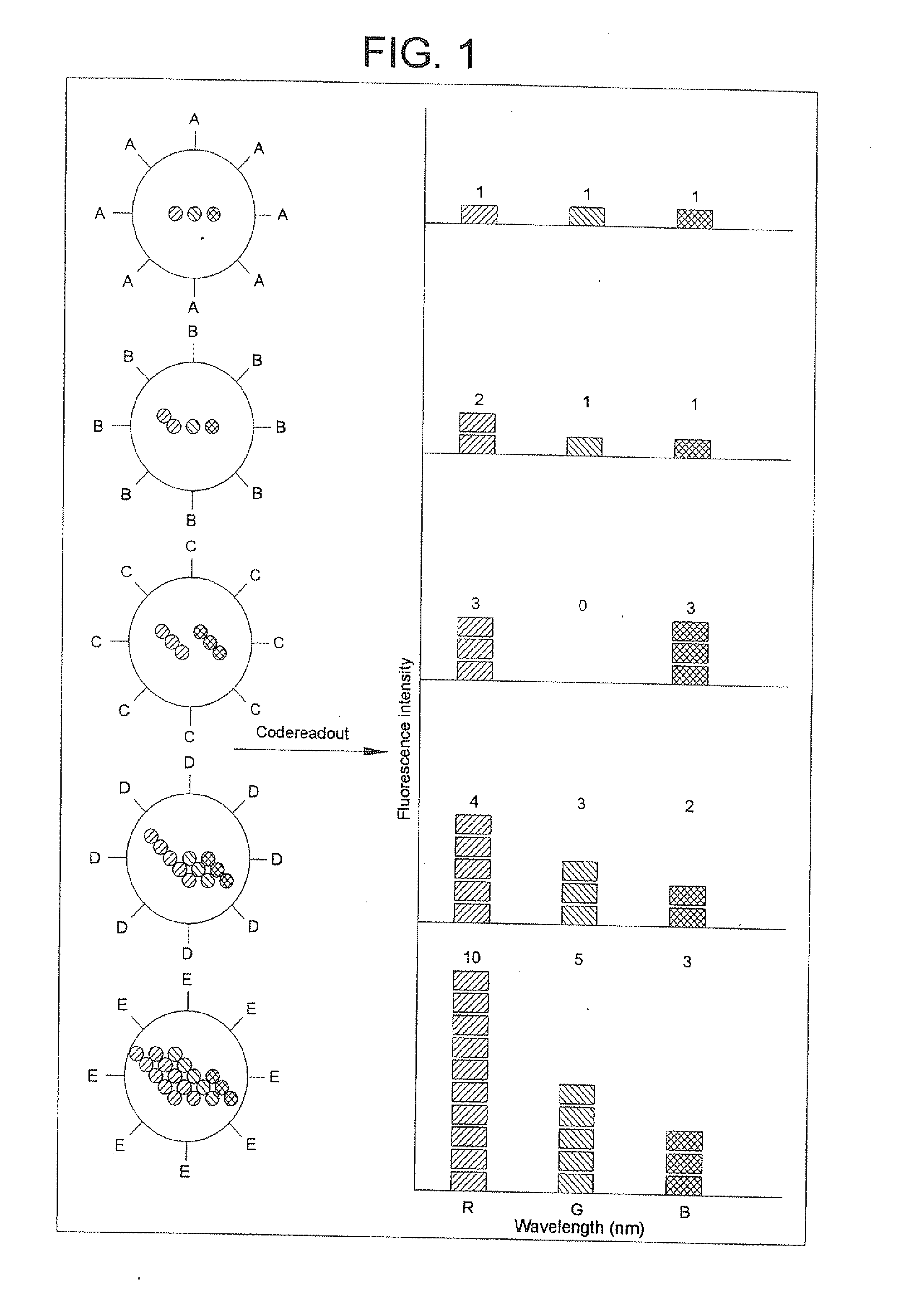 Methods of Preparing Multicolor Quantum Dot Tagged Beads and Conjugates Thereof