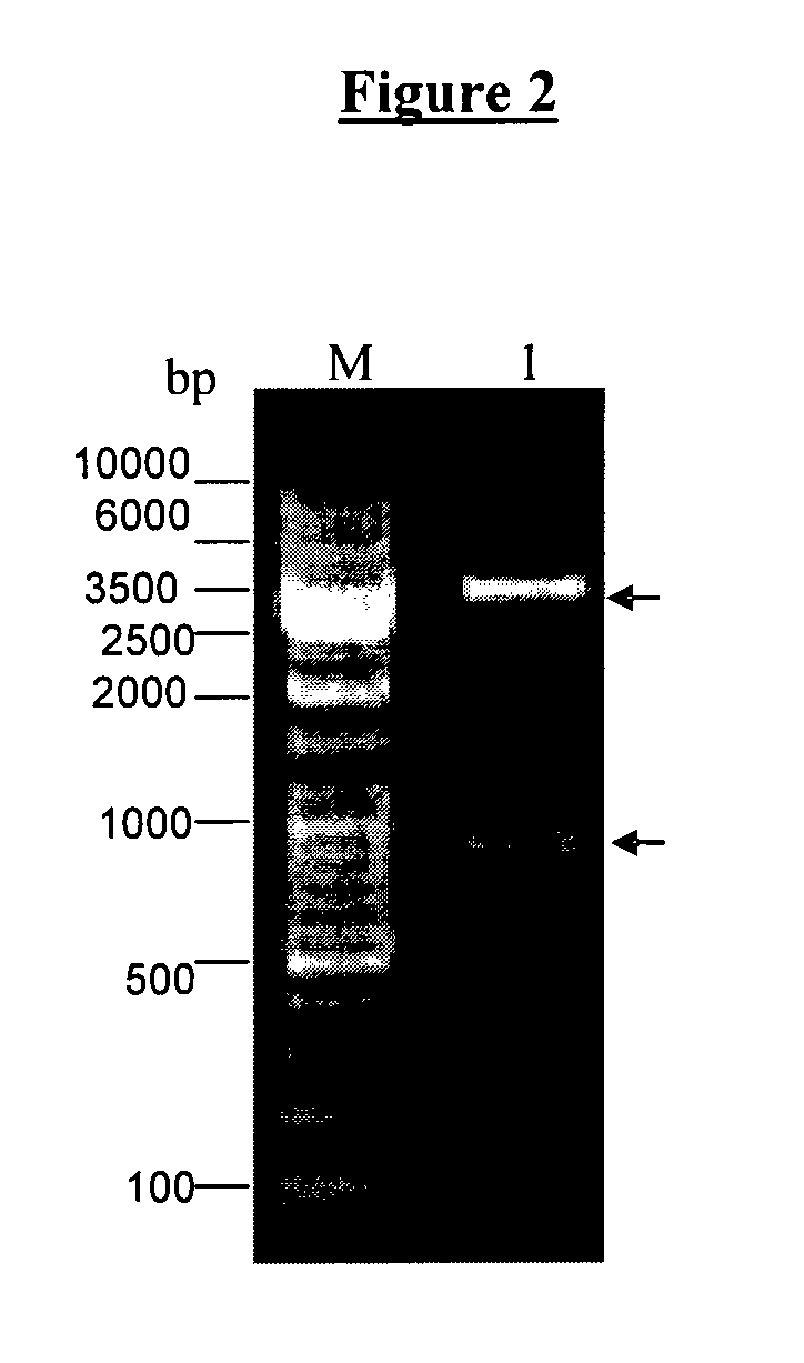 Recombinant vaccine against clostridium perfringens infection and epsilon toxin intoxication