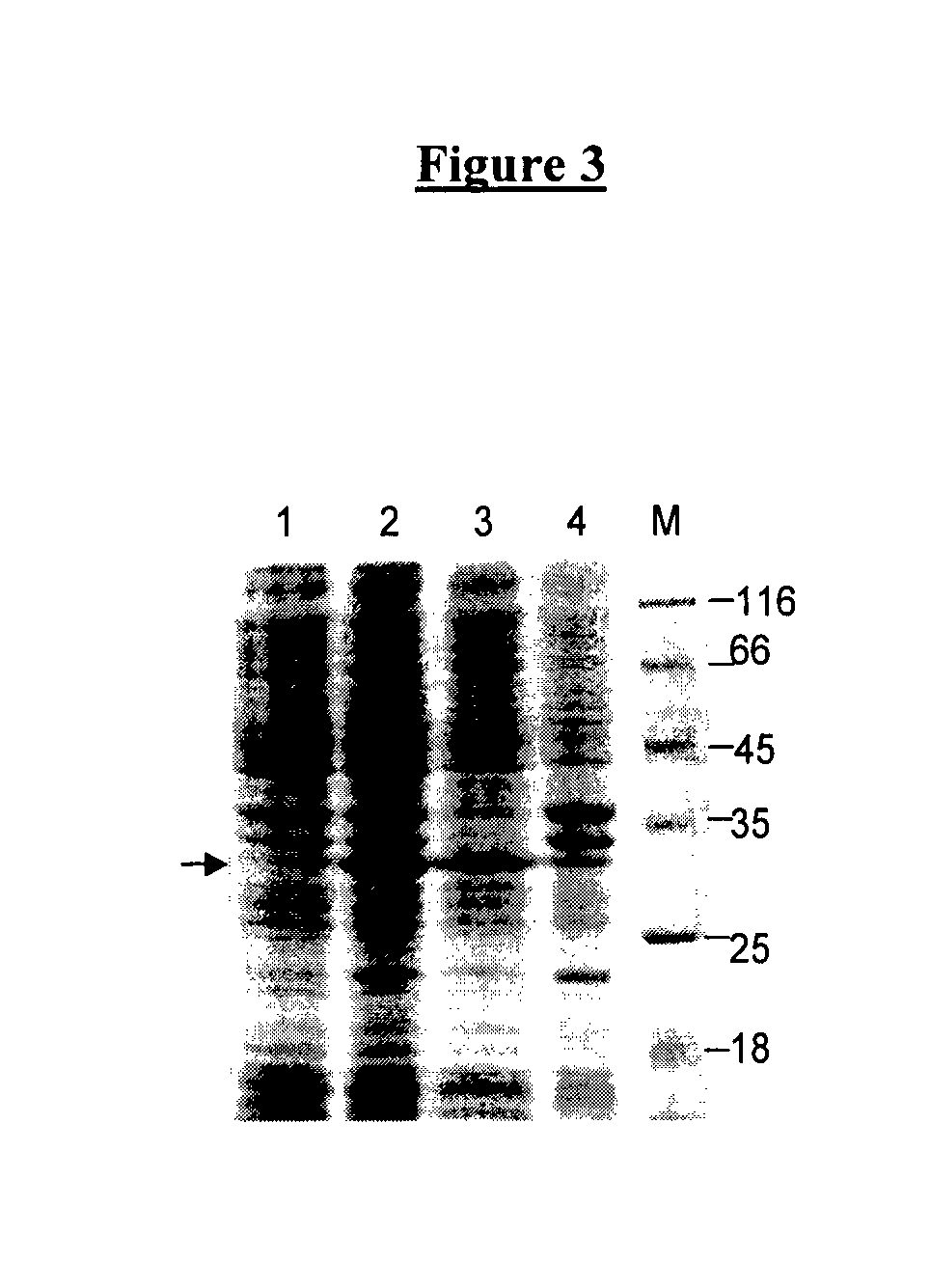 Recombinant vaccine against clostridium perfringens infection and epsilon toxin intoxication