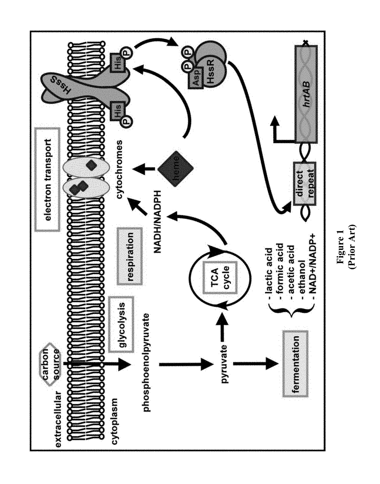 Compositions and methods for treating microbial infections