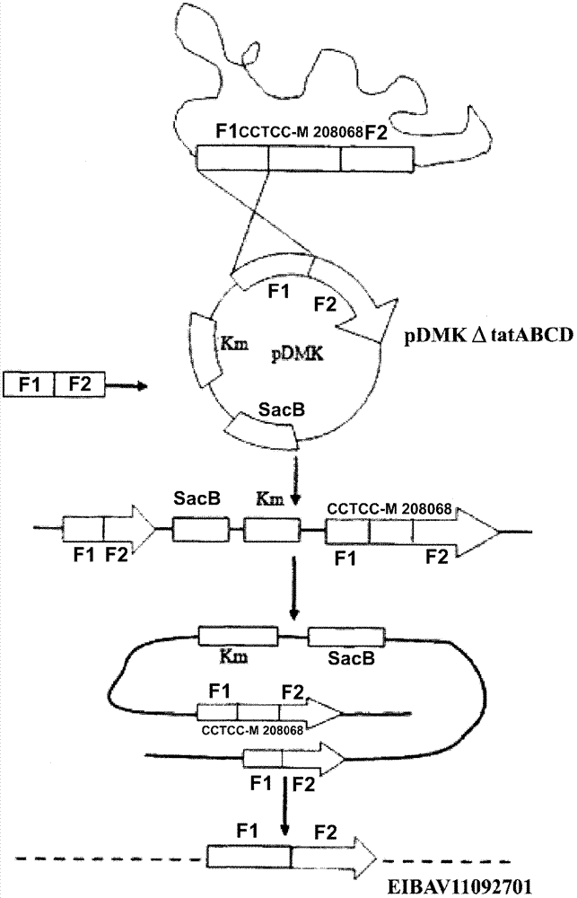 Edwardsiella tarda mutant strain and its application