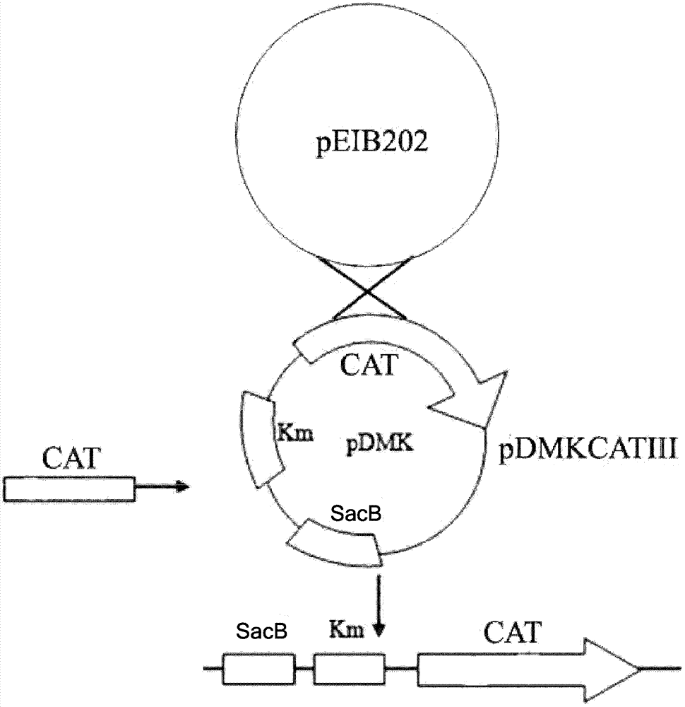 Edwardsiella tarda mutant strain and its application