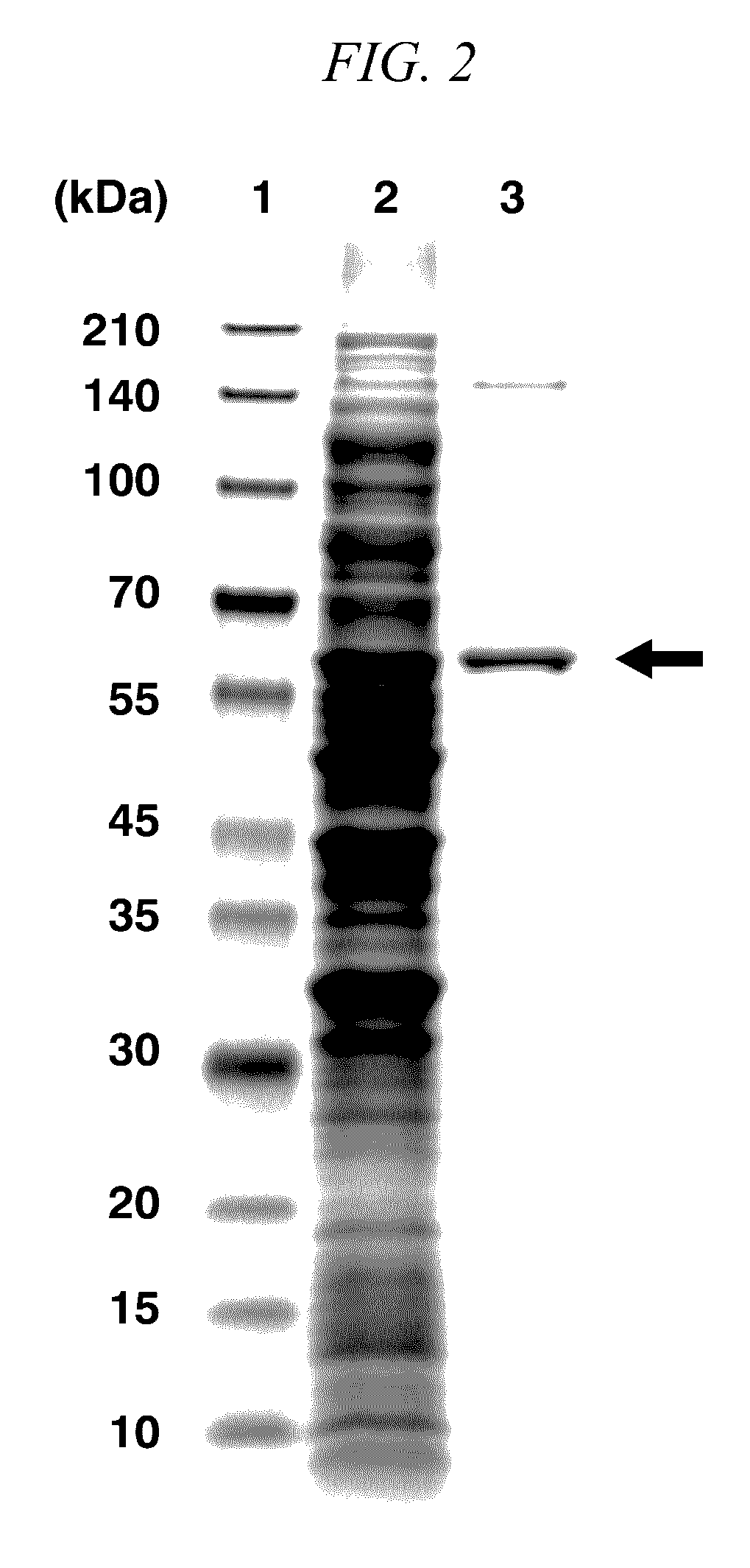 Thermostable beta-glucosidase