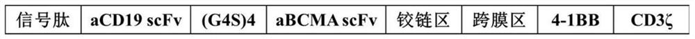 CD19 and BCMA dual target chimeric antigen receptors and applications