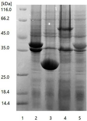 Production method for enzymatic reaction by utilizing adenosine to replace ATP