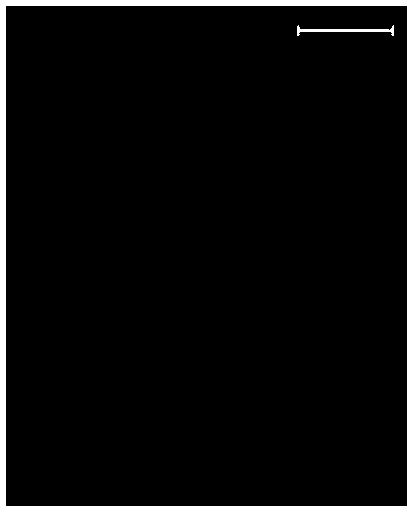 Preparation method and self-repair method of self-repairable polymethylmethacrylate resin film